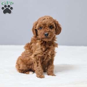 Chandra, Miniature Poodle Puppy